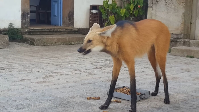 Maned Wolf: The Leggy, Mop-Headed Mystery of the Wild