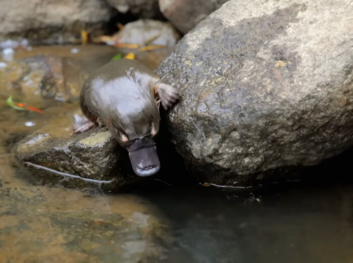 Platypus: No One Talks About This Quirky Wonder Enough