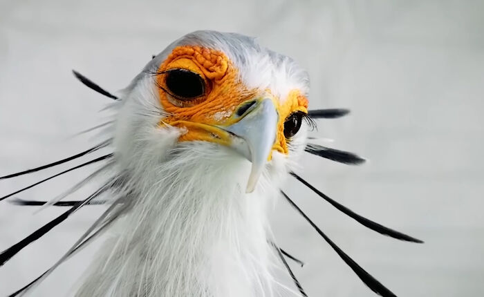 Secretary Bird: Business Attire Meets Hunter in the Wild