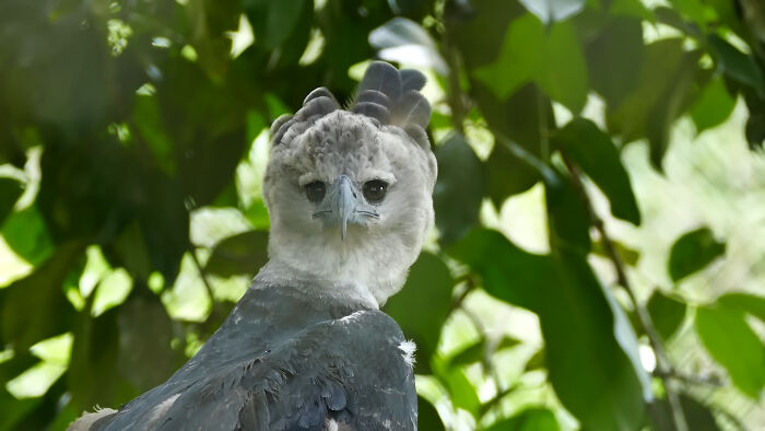 Harpy Eagle: The Feathered Boss with Eyebrows That Mean Business