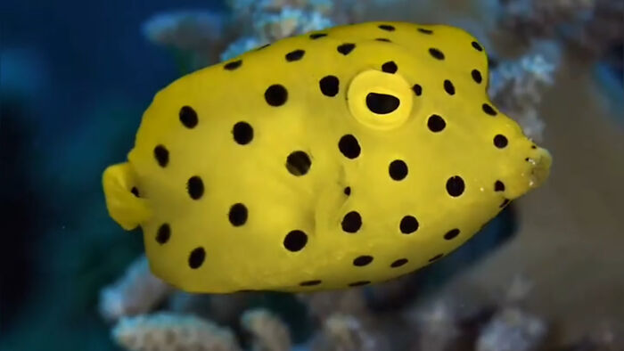 Yellow Boxfish: Seriously, This Fish is a Swimming Cube