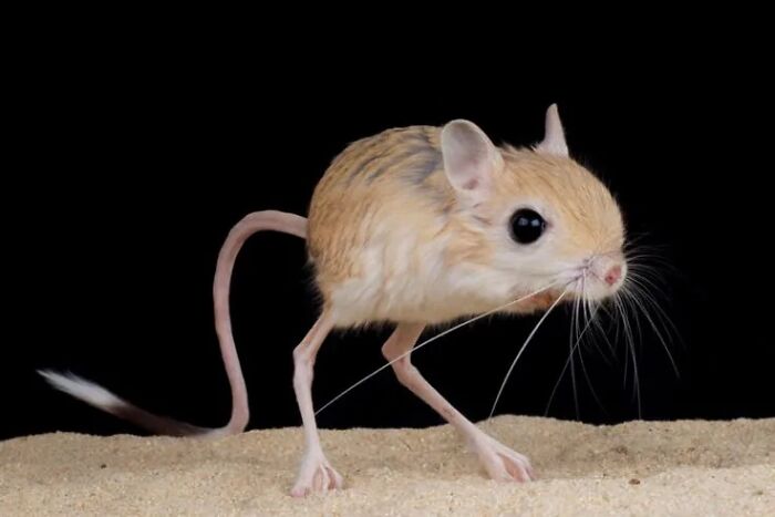 Probably The Jerboa: The Jumping Jack of the Desert
