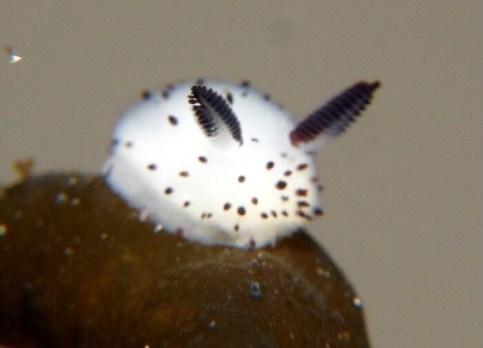 Sea Bunny: The Underwater Fluffle that Melts Hearts