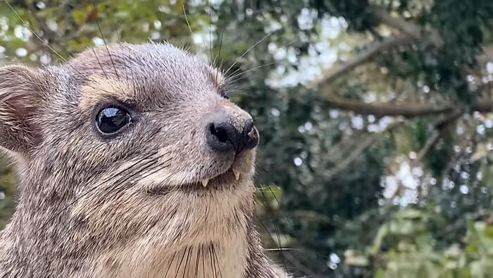 Hydrax: The Grumpy Cousin of the Quokka (With Elephant Relatives!)