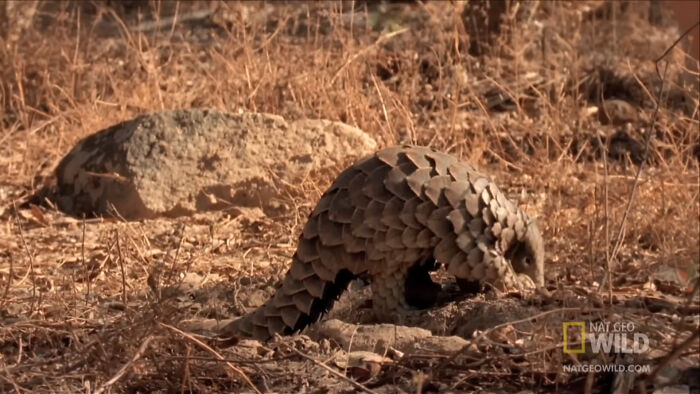 Pangolin: The Scaly Armadillo Party Crasher