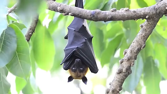 Fruit Bat: A Dog, a Bat, and a Whole Lot of Cute