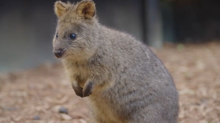 Australian Kuoka: The Happiest but Slightly Dangerous Aussie