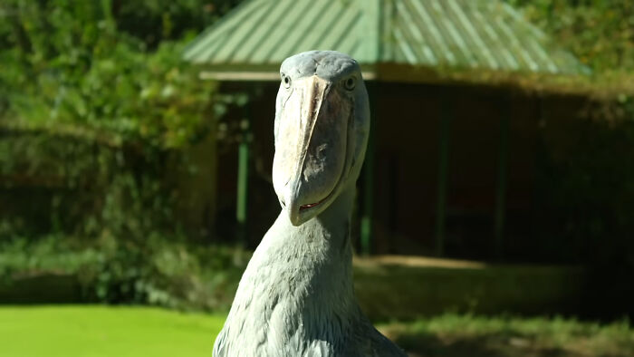 Shoebill Stork: The Bird With a Built-in Clown Shoe