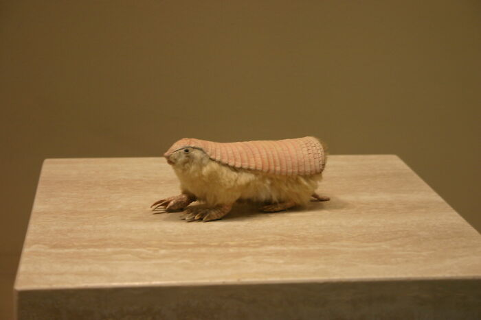 Pink Fairy Armadillo: The Tiny Bubblegum Tank