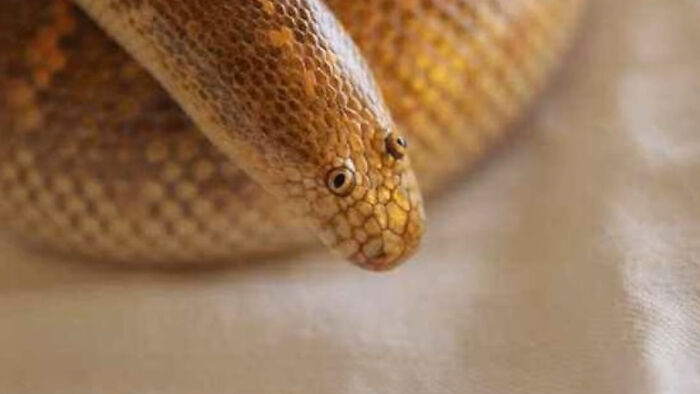Arabian Sand Boa: Is That a Snake or a Sock Puppet?