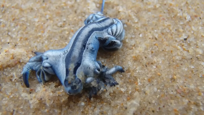 Blue Sea Dragon: Not Your Average Sea Critter