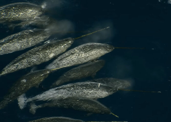 Narwhal: The Unicorn of the Sea, No Capes Needed