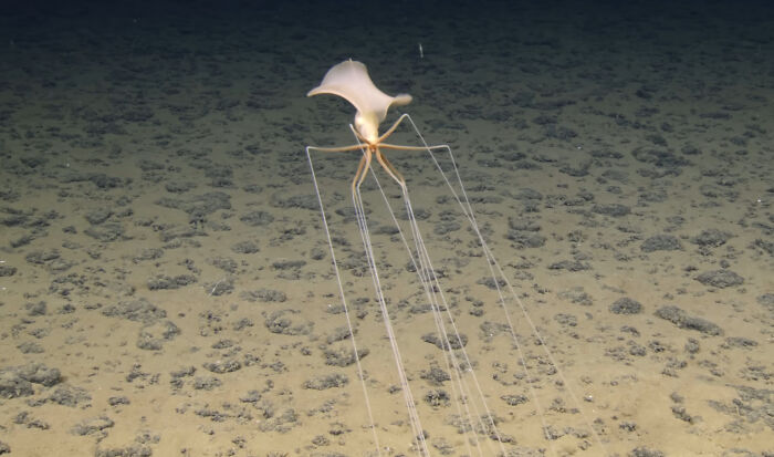 Magnapinna Squid: We Hate This Thing But Can’t Look Away