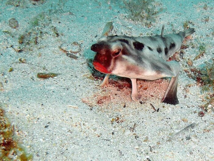 Red-Lipped Batfish: The Fish with a Kiss You Won't Forget