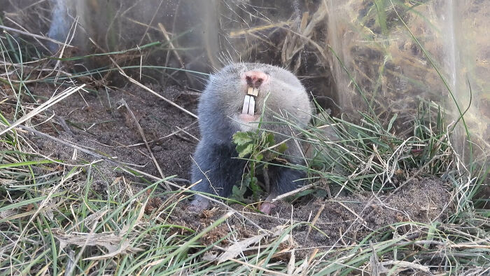 Lesser Blind Mole Rat: The Underground Ninja