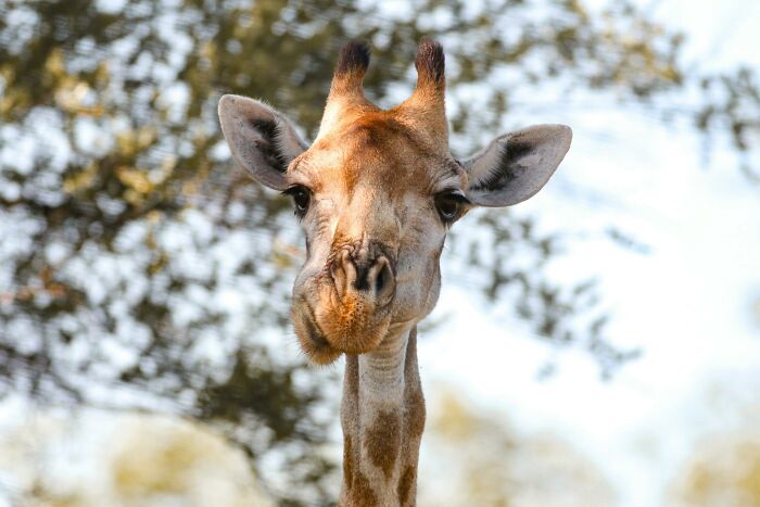 Giraffes: Especially When They're Mad, Their Neck Game is Strong