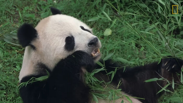 Pandas: Big Kids in Black and White Pajamas