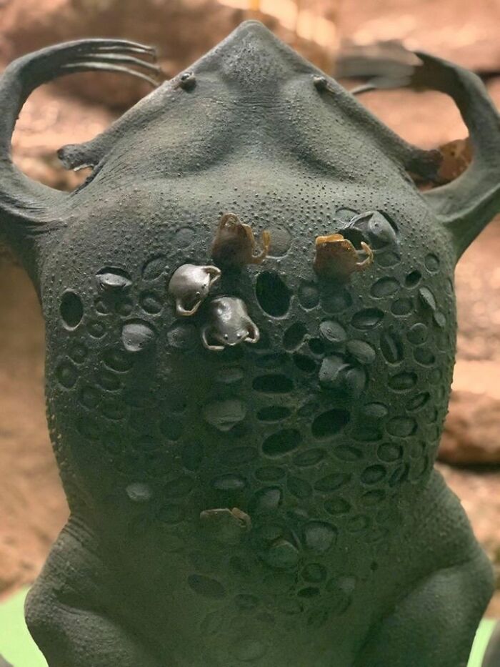 Surinam Toad: The Creepy Mom Who Hatches Babies Out of Her Back