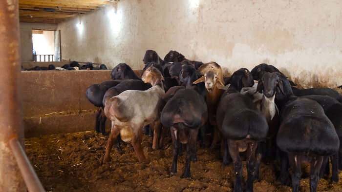 Fat Tailed Sheep: They Know How to Carry Extra Snacks