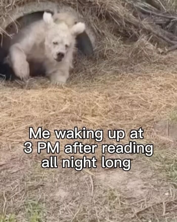 Wait, Writers Actually Made Memes THIS Funny?