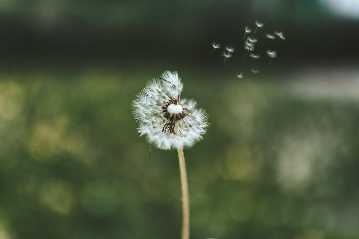 How Did The Dandelion Go From Edible Superstar To ‘Weed’ Outcast?