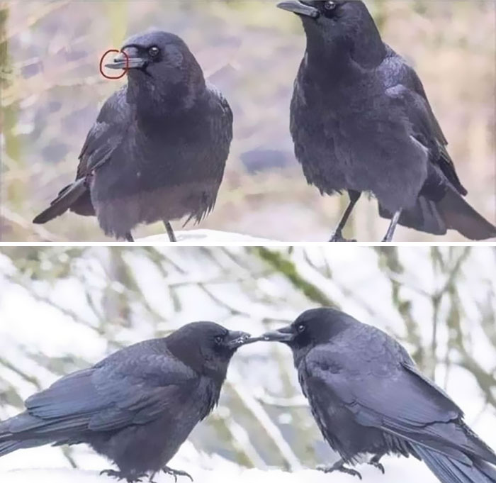 These Birbs Are Relationship Goals—Disability Ain’t Stopping Love