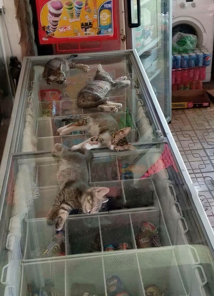 Too Hot Outside? Kittens Know How to Beat the Heat