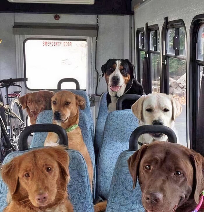 Dog School? Yup, They’re Not Alone!
