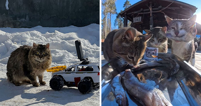This Dude Uses Drones and RC Cars to Feed Stray Animals, and It’s Basically the Cutest Thing Ever