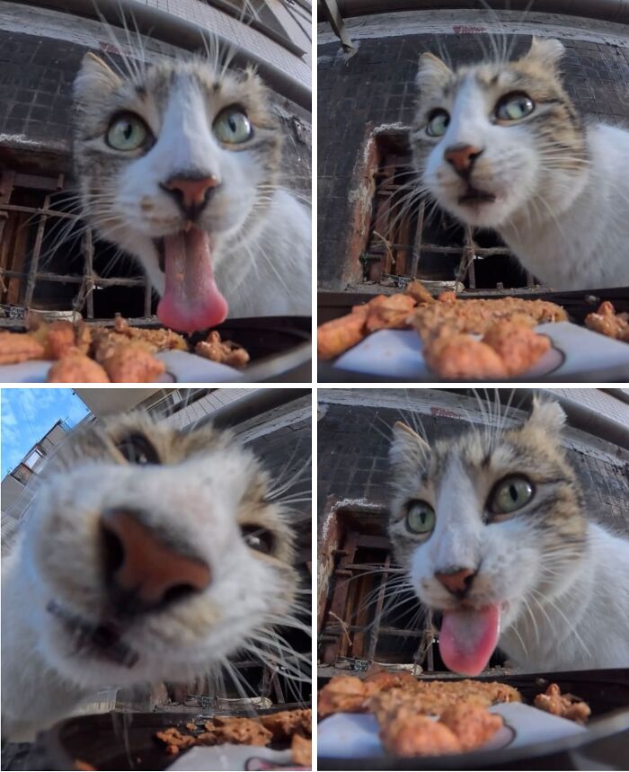 This Dude Uses Drones and RC Cars to Feed Stray Animals, and It’s Basically the Cutest Thing Ever