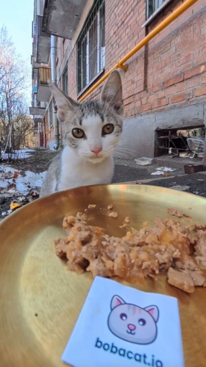 This Dude Uses Drones and RC Cars to Feed Stray Animals, and It’s Basically the Cutest Thing Ever