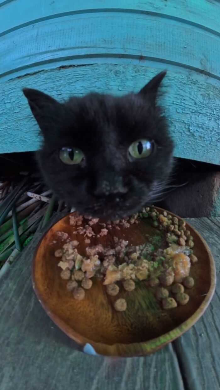This Dude Uses Drones and RC Cars to Feed Stray Animals, and It’s Basically the Cutest Thing Ever