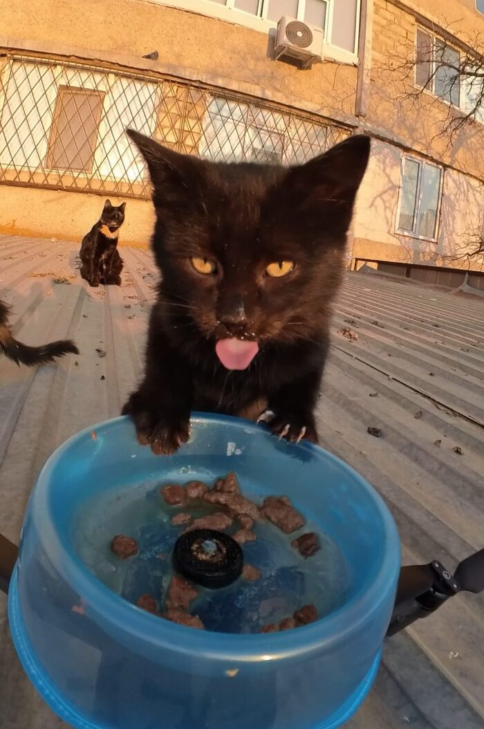 This Dude Uses Drones and RC Cars to Feed Stray Animals, and It’s Basically the Cutest Thing Ever