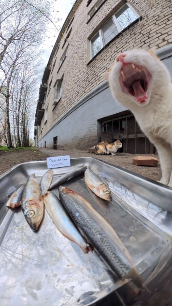 This Dude Uses Drones and RC Cars to Feed Stray Animals, and It’s Basically the Cutest Thing Ever