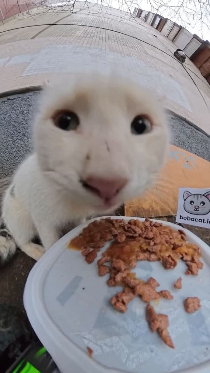 This Dude Uses Drones and RC Cars to Feed Stray Animals, and It’s Basically the Cutest Thing Ever