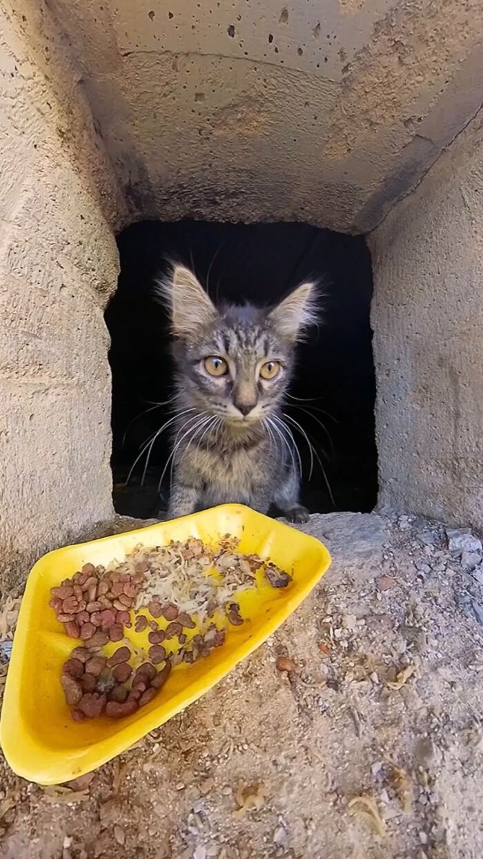 This Dude Uses Drones and RC Cars to Feed Stray Animals, and It’s Basically the Cutest Thing Ever