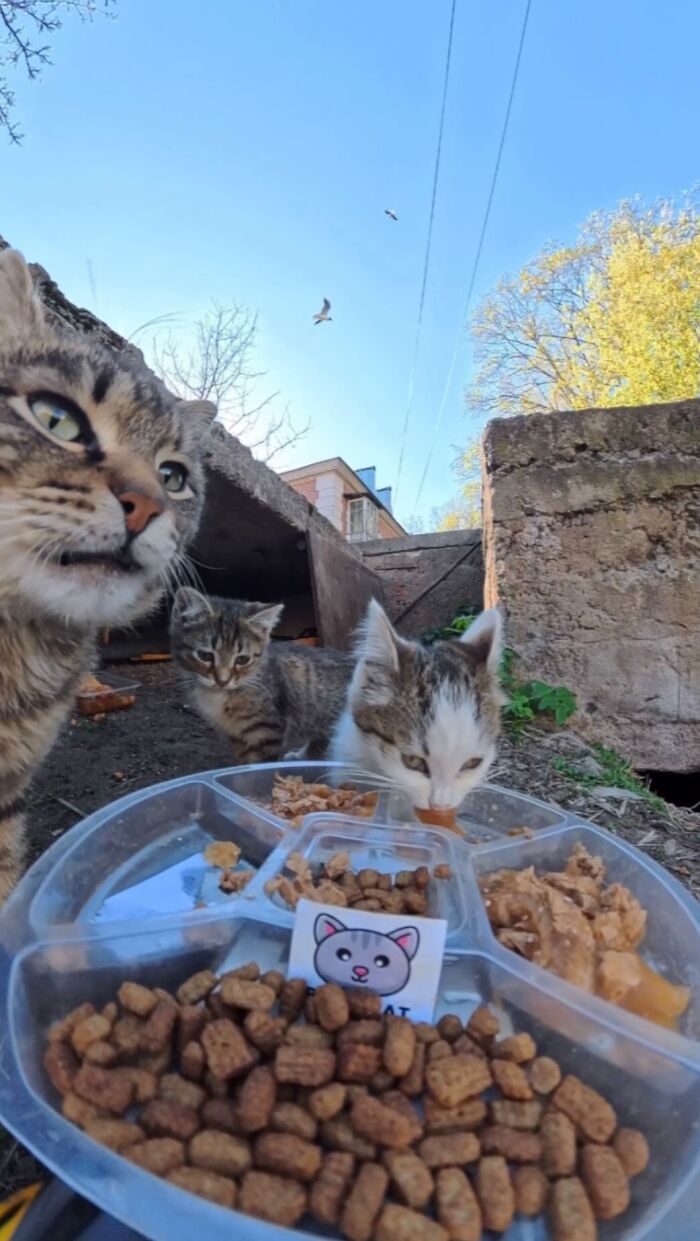 This Dude Uses Drones and RC Cars to Feed Stray Animals, and It’s Basically the Cutest Thing Ever