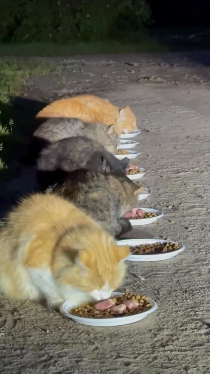 This Dude Uses Drones and RC Cars to Feed Stray Animals, and It’s Basically the Cutest Thing Ever