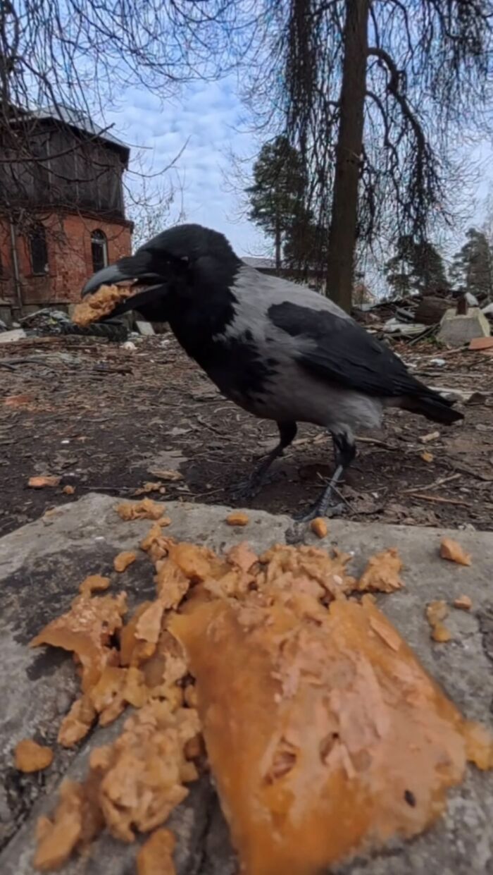 This Dude Uses Drones and RC Cars to Feed Stray Animals, and It’s Basically the Cutest Thing Ever