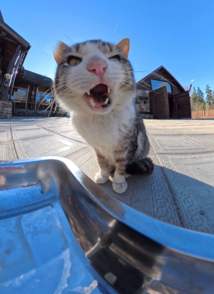 This Dude Uses Drones and RC Cars to Feed Stray Animals, and It’s Basically the Cutest Thing Ever