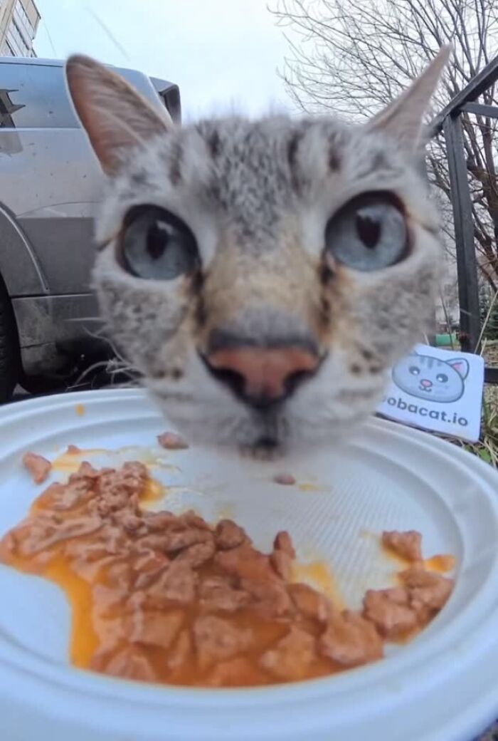 This Dude Uses Drones and RC Cars to Feed Stray Animals, and It’s Basically the Cutest Thing Ever