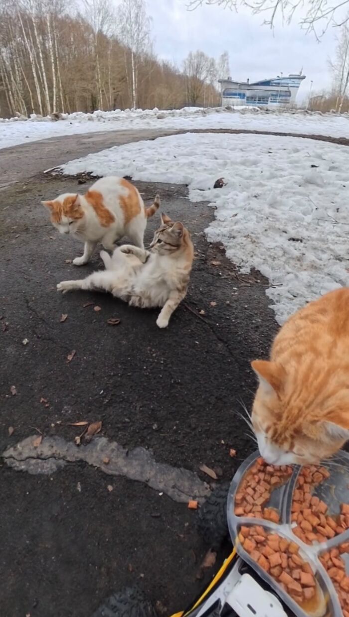 This Dude Uses Drones and RC Cars to Feed Stray Animals, and It’s Basically the Cutest Thing Ever