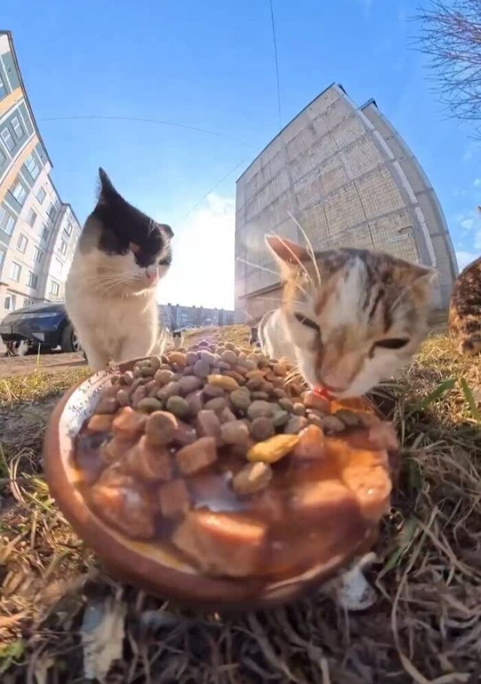 This Dude Uses Drones and RC Cars to Feed Stray Animals, and It’s Basically the Cutest Thing Ever