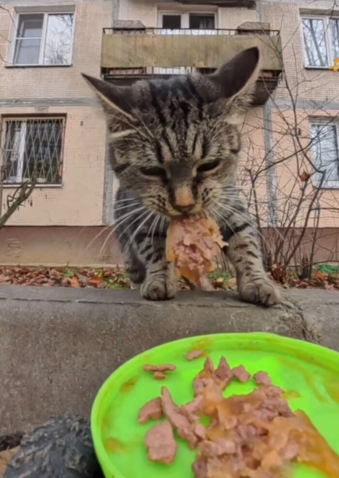 This Dude Uses Drones and RC Cars to Feed Stray Animals, and It’s Basically the Cutest Thing Ever