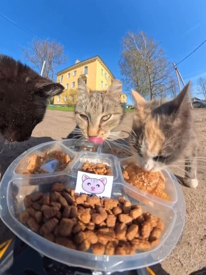 This Dude Uses Drones and RC Cars to Feed Stray Animals, and It’s Basically the Cutest Thing Ever