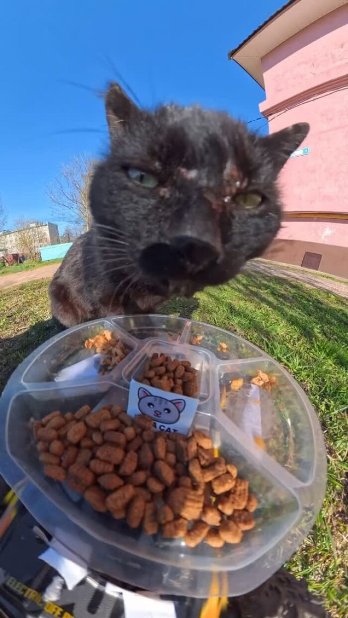 This Dude Uses Drones and RC Cars to Feed Stray Animals, and It’s Basically the Cutest Thing Ever