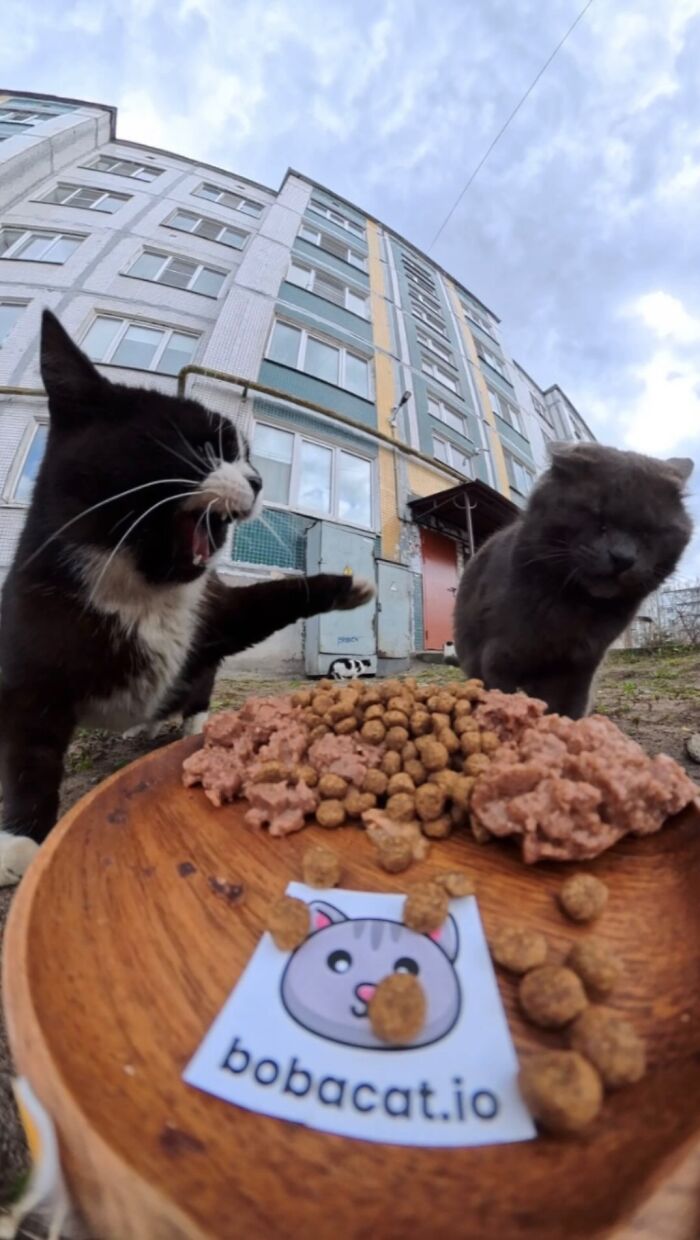 This Dude Uses Drones and RC Cars to Feed Stray Animals, and It’s Basically the Cutest Thing Ever