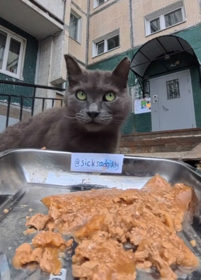 This Dude Uses Drones and RC Cars to Feed Stray Animals, and It’s Basically the Cutest Thing Ever