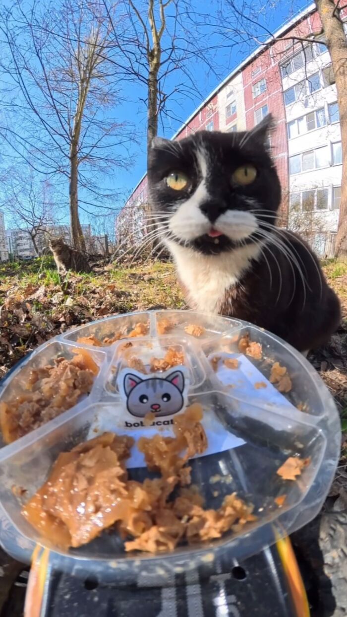 This Dude Uses Drones and RC Cars to Feed Stray Animals, and It’s Basically the Cutest Thing Ever