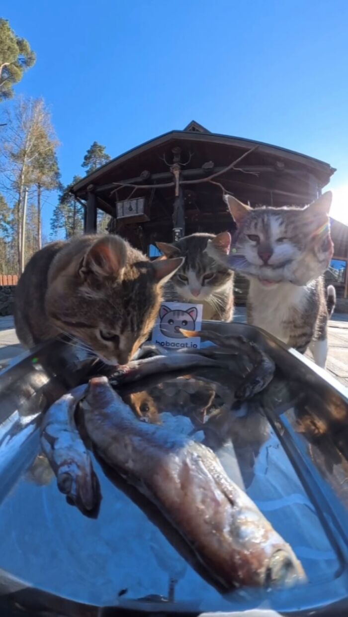 This Dude Uses Drones and RC Cars to Feed Stray Animals, and It’s Basically the Cutest Thing Ever